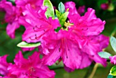 RHODODENDRON VUYKS ROSYRED