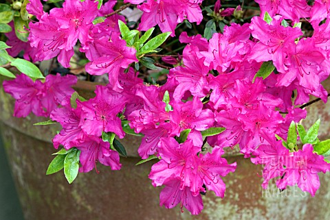 RHODODENDRON_VUYKS_ROSYRED