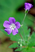 GERANIUM DISSECTUM