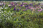 LUPINS GROWING ON WASTE GROUND