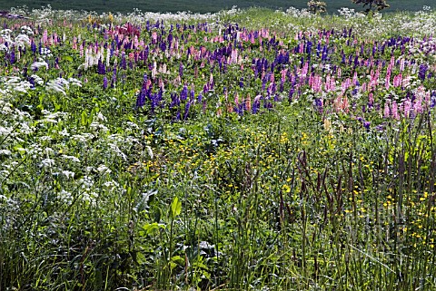 LUPINS_GROWING_ON_WASTE_GROUND