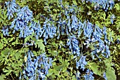 CORYDALIS FLEXUOSA