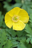 MECONOPSIS CAMBRICA