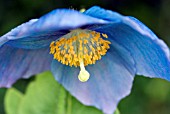 MECONOPSIS DALEMAIN