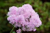 THALICTRUM AQUILEGIFOLIUM