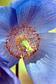 MECONOPSIS MERVYN KESSELL