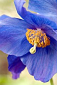 MECONOPSIS MISS JEBB