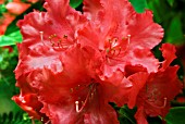 RHODODENDRON BRITANNIA