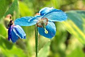 MECONOPSIS JIMMY BAYNE