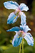 MECONOPSIS CRUIKSHANK