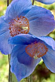 MECONOPSIS WILLIE DUNCAN