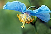 MECONOPSIS BETONICIFOLIA