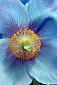 MECONOPSIS DOROTHY RENTON