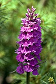 DACTYLORHIZA ELATA