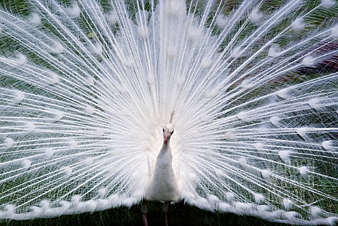 WHITE_PEACOCK_DISPLAYING_FEATHERS