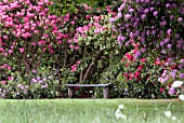 RHODODENDRONS IN THE GARDENS AT SCONE PALACE, SCOTLAND