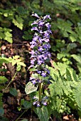 AJUGA REPTANS GROWING IN WOODLAND