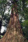 WIDEST TREE IN BRITAIN - SEQUOIADENDRON GIGANTEUM IN CLUNY HOUSE GARDEN, PERTHSHIRE, SCOTLAND (35 feet/11 metres in circumference)
