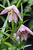 LILIUM OXYPETALUM VAR. INSIGNE