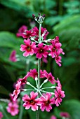 PRIMULA PULVERULENTA