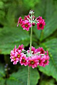 PRIMULA PULVERULENTA