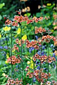 PRIMULA BULLEYANA