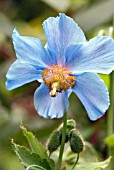 MECONOPSIS BETONICIFOLIA