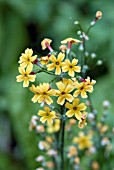 PRIMULA CHUNGENSIS