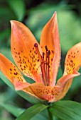 LILIUM DAURICUM MACULATUM