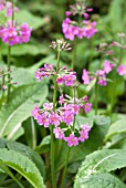 PRIMULA JAPONICA