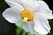 MECONOPSIS BETONICIFOLIA VAR. ALBA