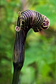 ARISAEMA PROPINQUUM