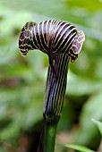 ARISAEMA PROPINQUUM