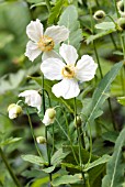 MECONOPSIS BETONICIFOLIA VAR. ALBA