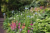 WOODLAND BORDER IN EARLY SUMMER