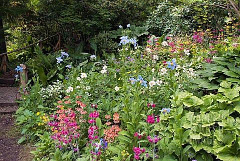 WOODLAND_BORDER_IN_EARLY_SUMMER