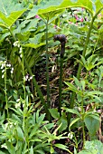 ARISAEMA PROPINQUUM IN WOODLAND BORDER