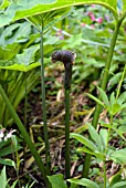 ARISAEMA PROPINQUUM IN WOODLAND BORDER