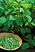 HARVESTED DWARF FRENCH BEANS OPERA