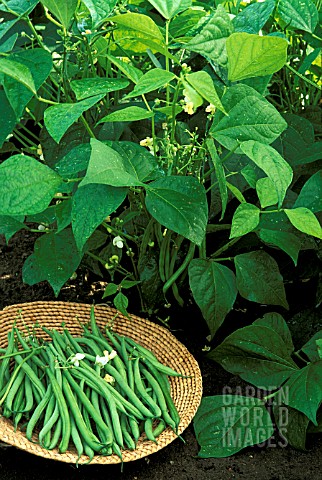 HARVESTED_DWARF_FRENCH_BEANS_OPERA