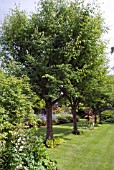 THE GARDEN AT PITMUIES HOUSE