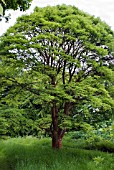 100 YEAR OLD ACER GRISEUM, RIVERSIDE GARDEN, PITMUIES HOUSE, FORFARSHIRE, SCOTLAND