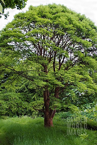 100_YEAR_OLD_ACER_GRISEUM_RIVERSIDE_GARDEN_PITMUIES_HOUSE_FORFARSHIRE_SCOTLAND