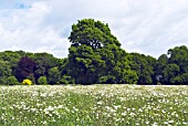 WILD FLOWER MEADOW AT PITMUIES HOUSE GARDEN