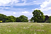 WILD FLOWER MEADOW AT PITMUIES HOUSE