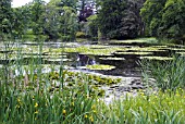 THE LOCH AT PITMUIES HOUSE GARDEN