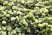 VIBURNUM MACROCEPHALUM IN FLOWER