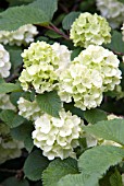 VIBURNUM MACROCEPHALUM IN FLOWER