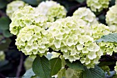 VIBURNUM MACROCEPHALUM IN FLOWER