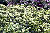 VIBURNUM MACROCEPHALUM IN FLOWER